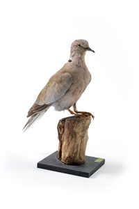 Image description is not available for 2007.1.1